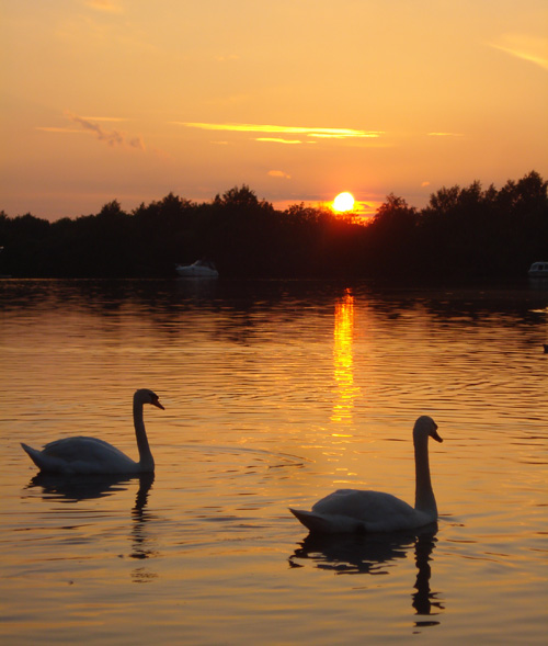 swans-at-sunset